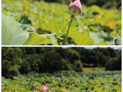 -福建鲤鱼洲酒店