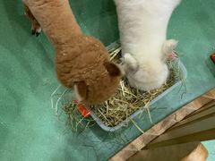 -藦茜花园宠物主题亲子互动体验馆(国顺东路店)
