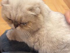 -是阿柴呀！柴犬咖啡·爱喵喵猫咖