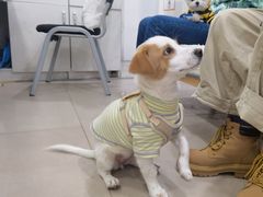 -佳雯宠物医院·皮肤科·内外科(春晓路分院)