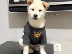 -萌宠之家·腊肠犬·马尔泰·小体犬舍