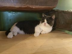 -猫猫幼稚园·撸猫·桌游·电玩