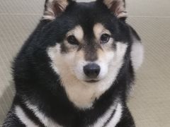 -逗柴咖啡屋·狗咖猫咖宠物桌游
