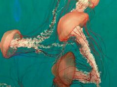 -多彩贵州城极地海洋世界