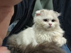 -楼上猫咖(罗湖店)