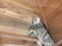 -袖虎·猫馆(体育西路店)