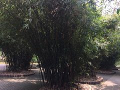 -瀛洲公园