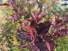 -霸王河欢乐世界