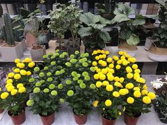 -秦美花卉(天朗·莱茵小城2期店)