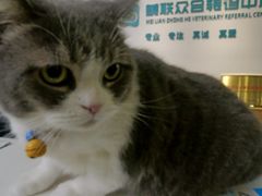-美联众合动物医院·24h转诊中心