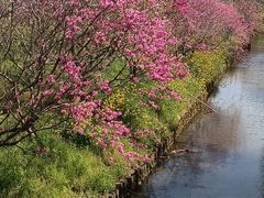 -南汇桃花村