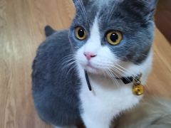 -李小姐の猫咖啡馆(五角场店)