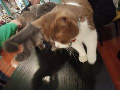 -猫小院猫主题咖啡厅(北锣店)