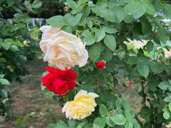 -国家植物园南园