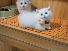 -欣宠猫屋·矮脚拿破仑·蓝金金渐层