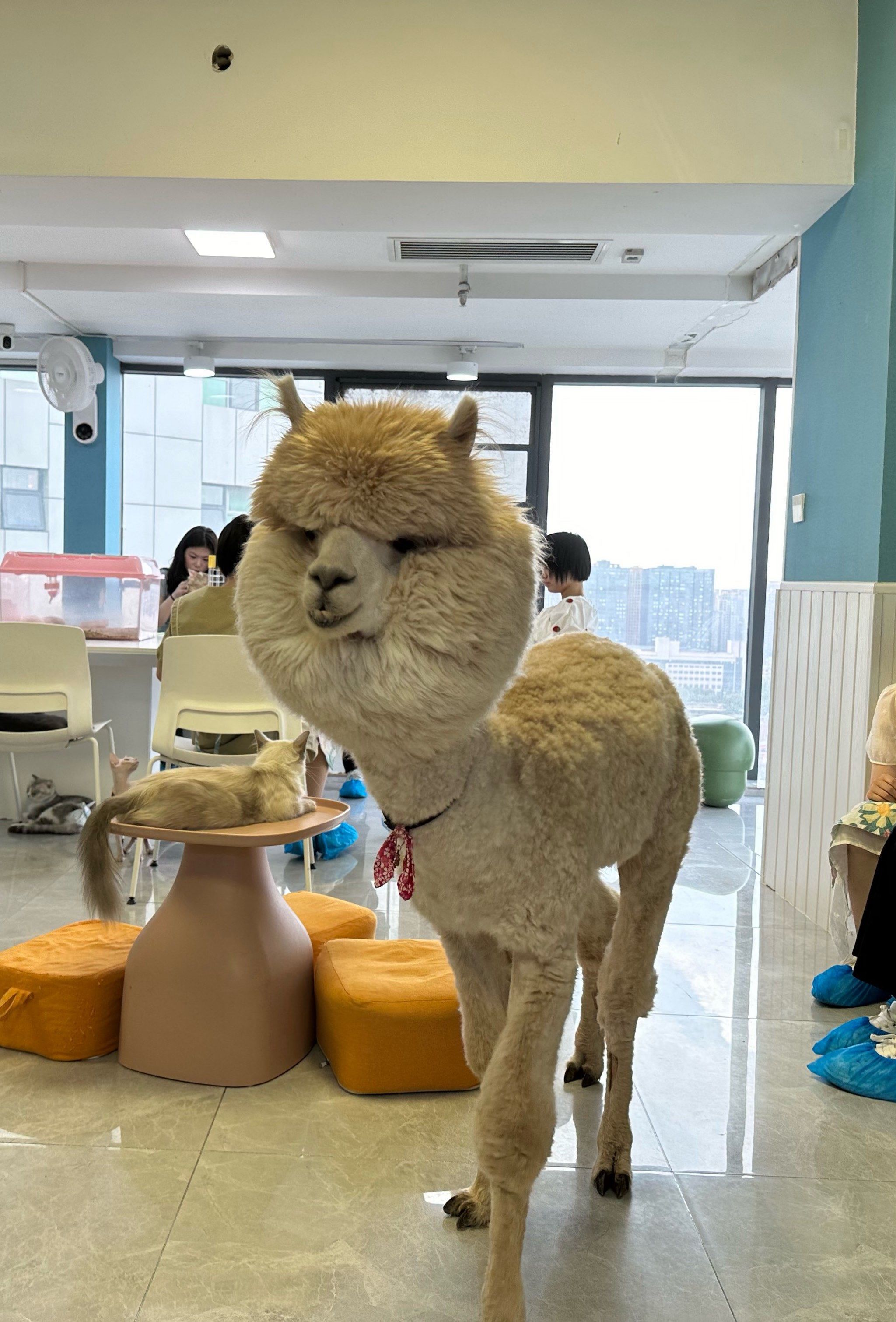 来之前以为是🐱🐶咖,来之后才发现还有羊驼刺猬兔子等等等等!