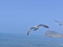 -海驴岛(荣成市)