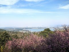 -香雪海