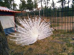 -西霞口神雕山野生动物世界