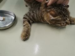 -瑞派动物医院·猫专科·至诚(江南中分院)