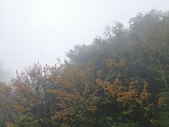 -牛背梁国家森林公园