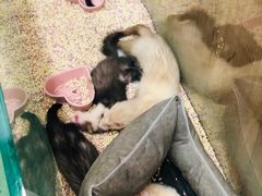 -藦茜花园宠物主题亲子互动体验馆(国顺东路店)