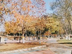 -大兴滨河森林公园