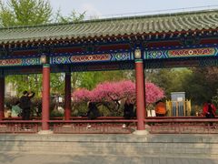 -莲花池公园