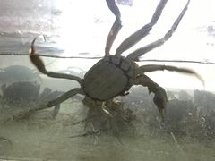 -丫丫蟹庄·苏式园林农家乐·阳澄湖大闸蟹(阳澄湖莲花岛店)