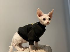 -十年猫舍·猫咪专门店(普陀店)