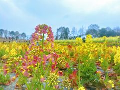 -三圣花乡旅游区