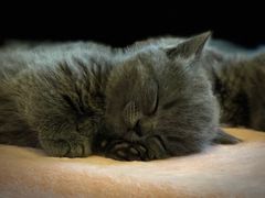 -小尾巴宠物店(万科·金域华庭店)