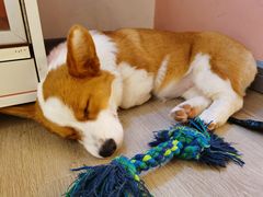 -浣熊柯尔鸭土拨鼠·电玩咖