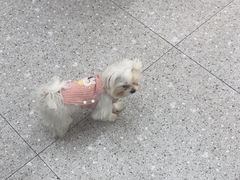 -四月宠物医院·猫专科·心脏专科·内科(转塘店)