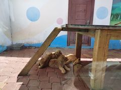 -大连森林动物园