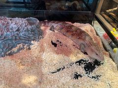 -酷以爬仙阁实体爬宠店·守宫·蜥蜴·专业繁育