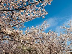 -高东镇樱花园