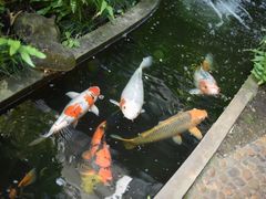 景观位-Fern Forest Cafe