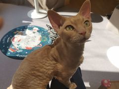 -猫和宫(六道口店)