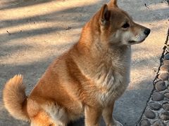 -柴犬高等学院·狗咖·柴犬售卖·宠物训练