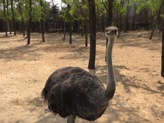 -大连森林动物园