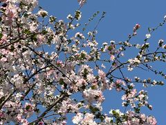 -两河城市森林公园