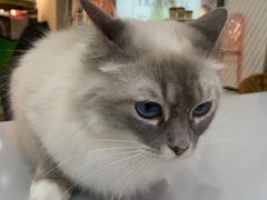 -糯米喵星人·撸猫猫舍咖啡馆(西市场嘉华店)