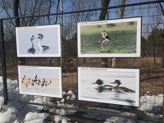 -野鸭湖国家湿地公园