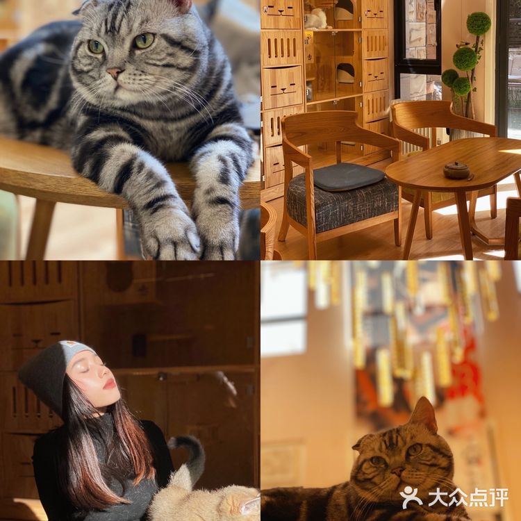 ❗️西安首家独栋别墅猫咖❗️🐈大唐御猫馆🎀