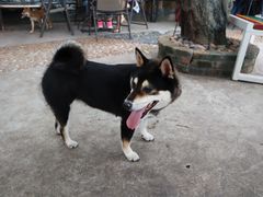 -柴犬高等学院·狗咖·柴犬售卖·宠物训练