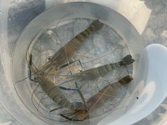 -DGE季风钓虾营地·团建·聚会