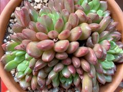 -花鸟鱼虫鲜花绿植市场(玉泉路店)