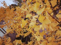 -重庆市江北嘴中央商务区中央公园