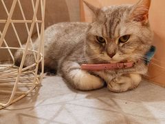 -猫儿山۰猫主题餐厅